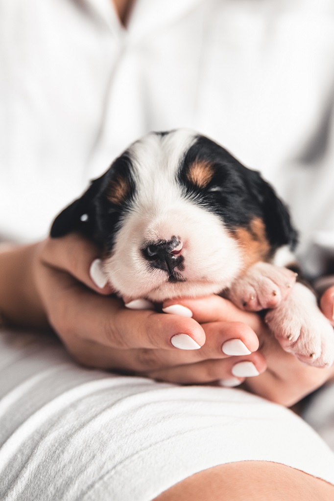 beratung-vor-dem-hundekauf