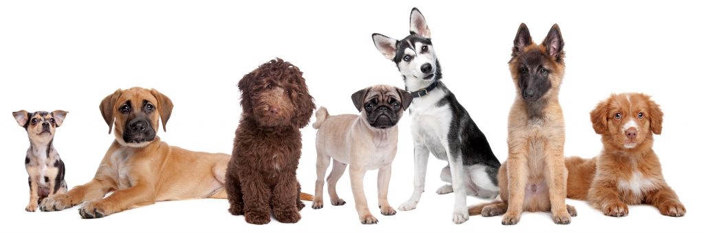welcher-hund-passt-zu-mir