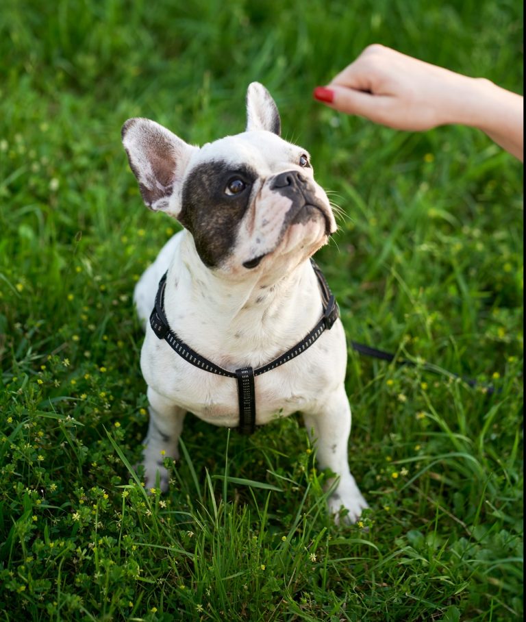 qualzuchten-bei-hunden