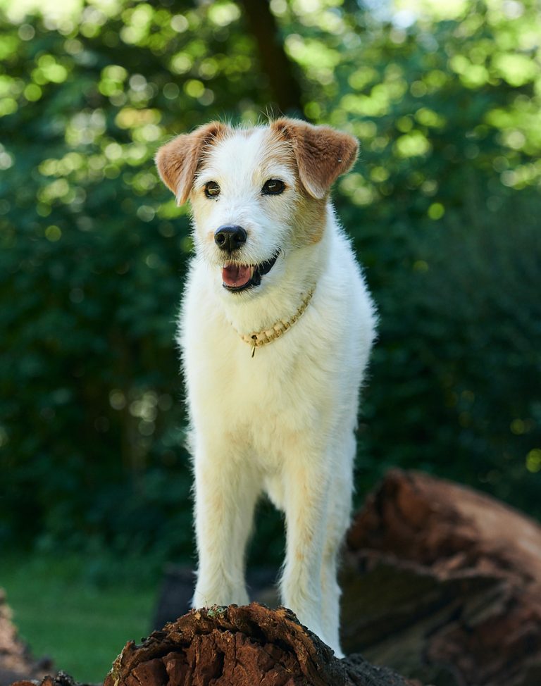 gemeinsamkeiten-von-welpen-und-seniorhunde