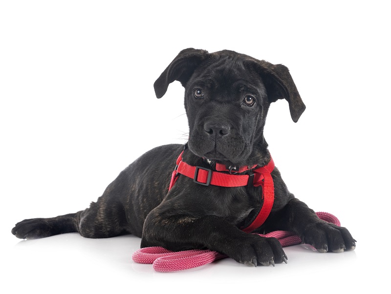 Halsband oder Brustgeschirr beim Hund