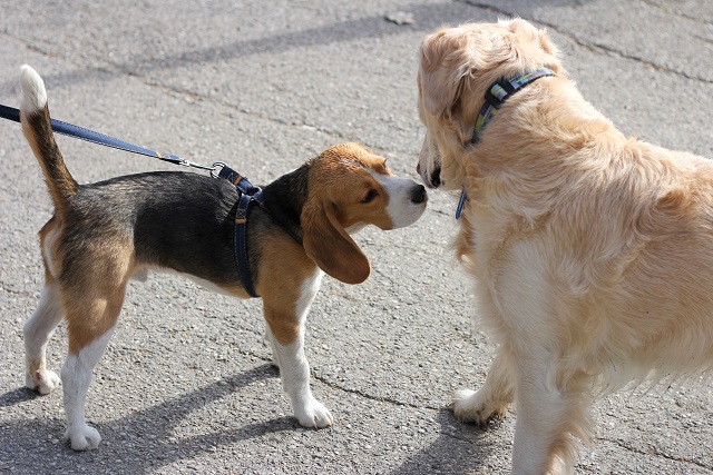 Hundebegenungen richtig trainieren