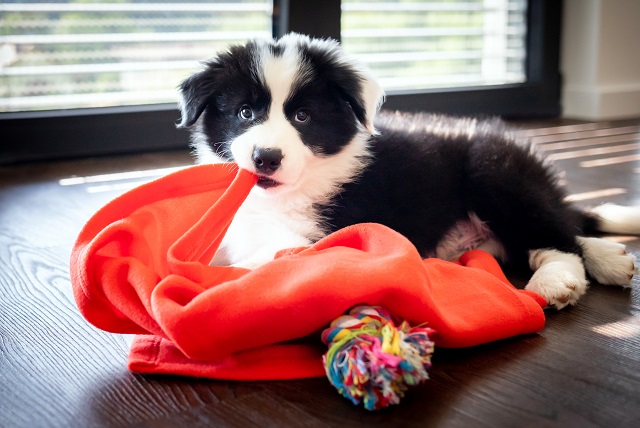 sinnvolle Beschäftigung für Hunde