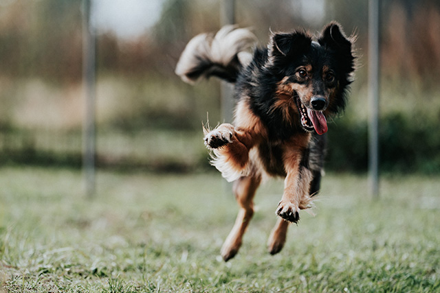 Hyperaktive Hunde richtig trainieren