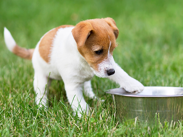 Wie sieht nachhaltige Hundeernährung aus?